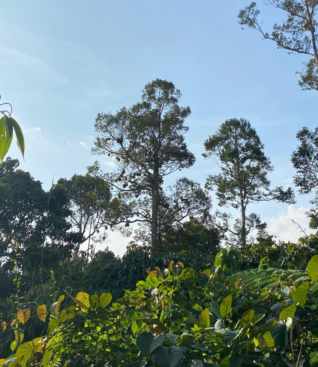 Perkebunan durian milik masyarakat yang menjadi potensi unggulan gampong di sektor perkebunan.